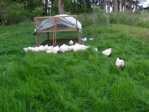 Pastured poultry Cowichan