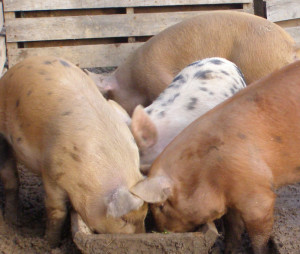 Pigs pork